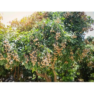 Mišpula japonská (Eriobotrya japonica) ´TANAKA´ - výška 110-120 cm, kont. C12L (-12°C)